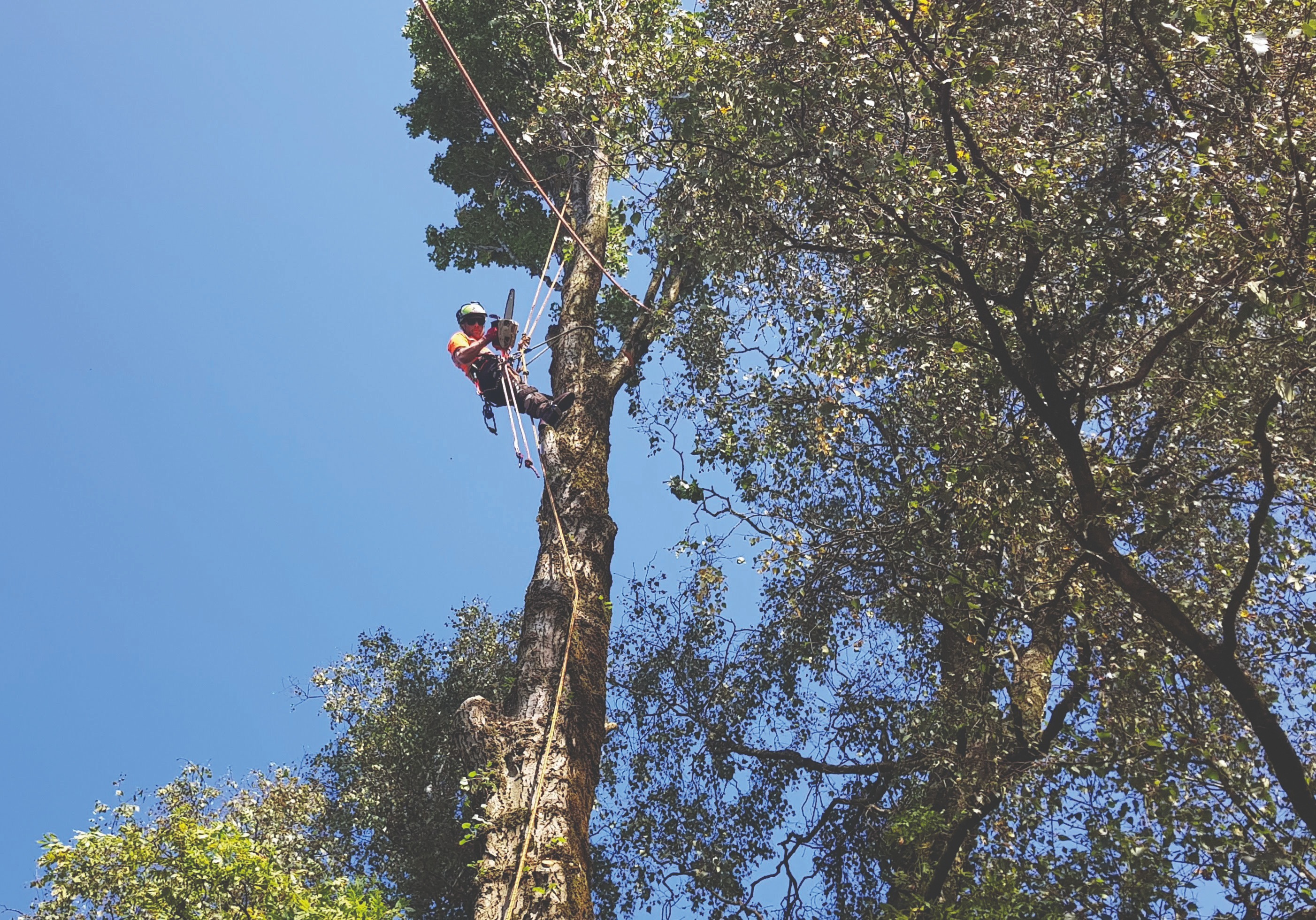 Tree work in progress