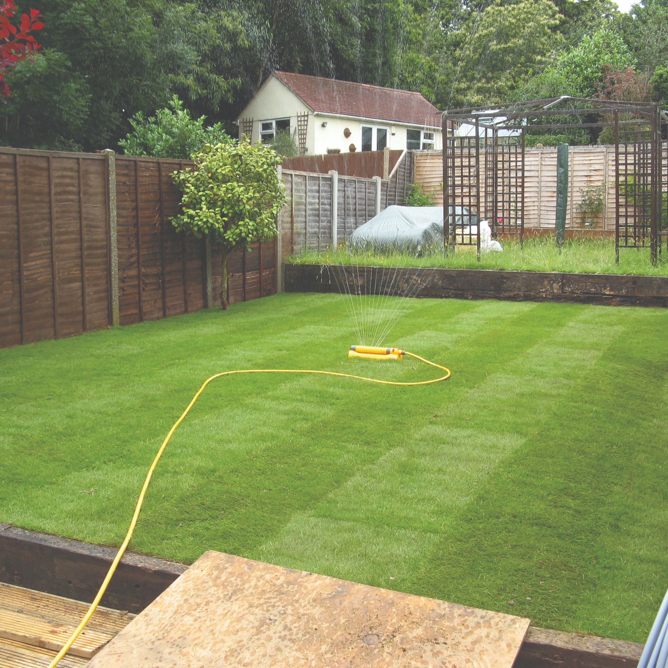 New turf lawn